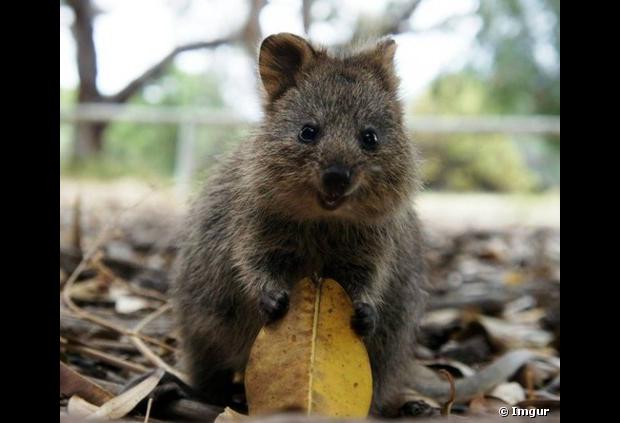 comment avoir un quokka