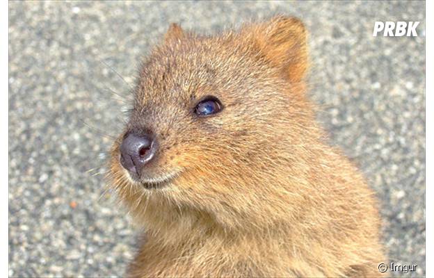 RÃ©sultat de recherche d'images pour "le quokka en images"