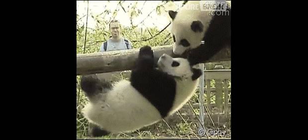 http://static1.purebreak.com/articles/5/72/19/5/@/312096-panda-620x0-1.jpg