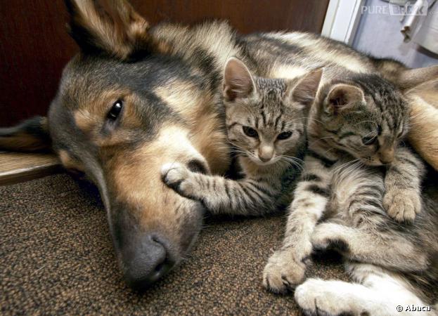 rencontre chiot