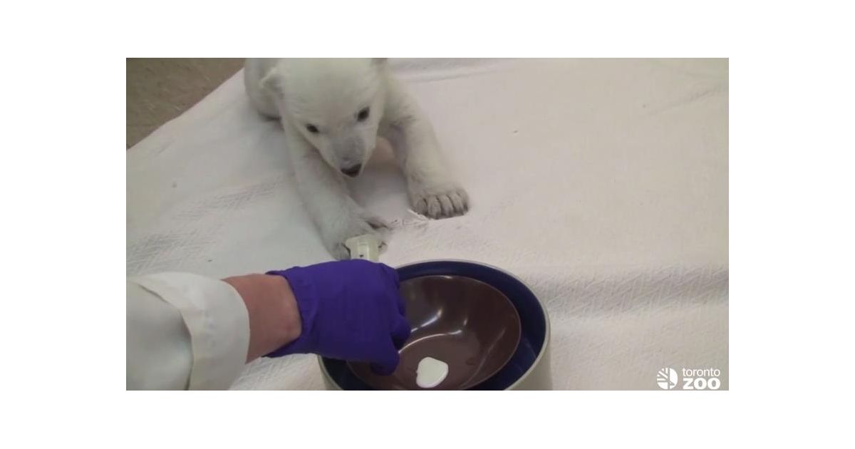 Le Bebe Ours Polaire Le Plus Mignon Du Monde Debarque Sur Youtube Purebreak