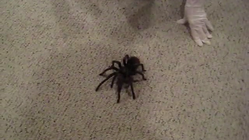 Le Bruit Affreux Que Fait Cette Enorme Araignee Choque Tous Ceux Qui L Entendent Purebreak