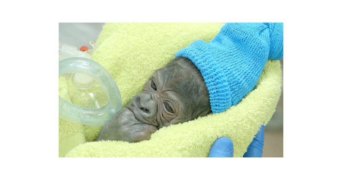 Cute Jeune Miracule Un Bebe Gorille Est Ne Par Cesarienne A San Diego Purebreak