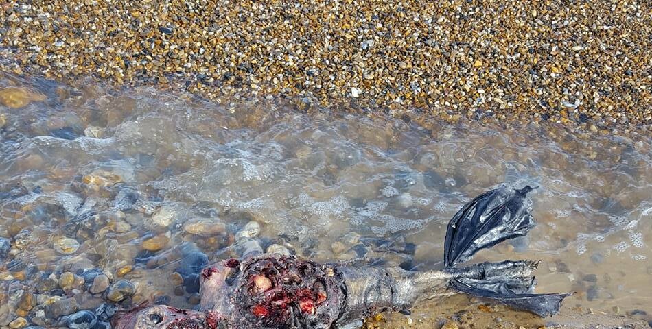      L  e cadavre d&#039;une sirène retrouvé sur la plage de         Great Yarmouth     ? Les photos et vidéos buzz 