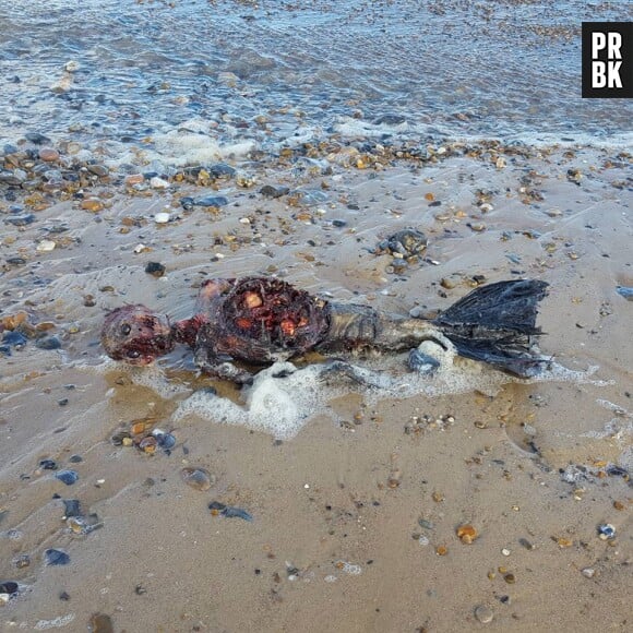 Le cadavre d'une sirène retrouvé sur la plage de Great Yarmouth ? Les photos et vidéos buzz