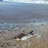 Le cadavre d'une sirène retrouvé sur la plage de Great Yarmouth ? Les photos et vidéos buzz