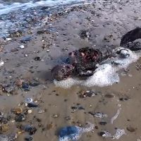 Le cadavre d&#039;une sirène retrouvé sur une plage ? La vidéo buzz qui traumatise les internautes