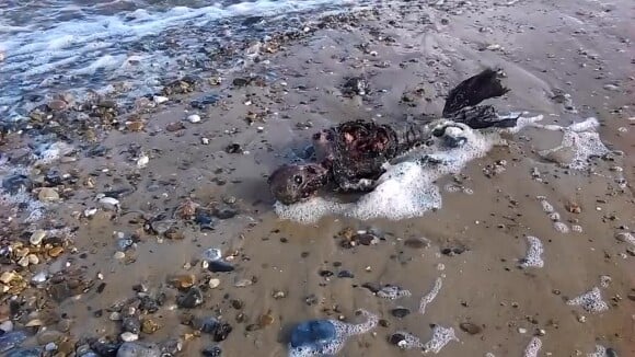 Le cadavre d'une sirène retrouvé sur une plage ? La vidéo buzz qui traumatise les internautes