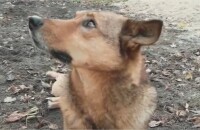Dogs of Chernobyl : le documentaire de Léa Camilleri