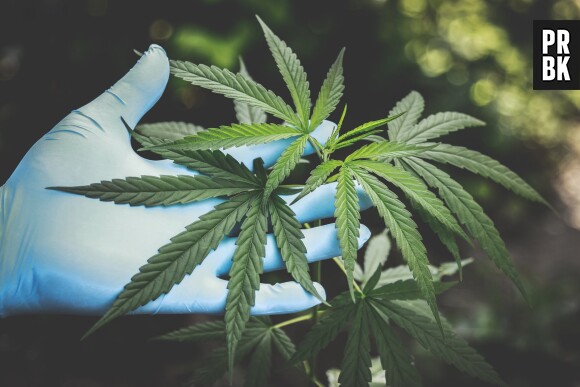 Cannabis : la légalisation de la weed en France de retour dans le débat