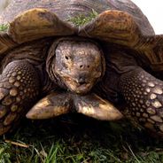 Le secret de la jeunesse éternelle enfin révélé... grâce aux tortues