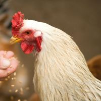 Nous produisons des milliers de tonnes d&#039;os de poulet par an : une entreprise veut que nous les mangions