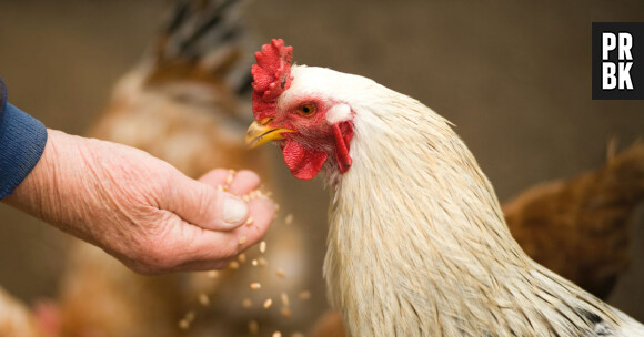 Nous produisons des milliers de tonnes d'os de poulet par an : une entreprise veut que nous les mangions