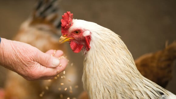 Nous produisons des milliers de tonnes d'os de poulet par an : une entreprise veut que nous les mangions