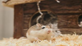 Des chercheurs ont placé une roue de hamster dans une forêt, les animaux l'ont transformée en parc d'attractions