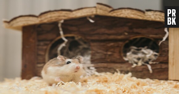 Des chercheurs ont placé une roue de hamster dans une forêt ils ont adoré