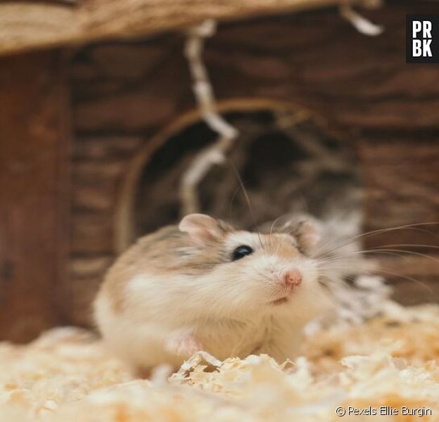 Des chercheurs ont placé une roue de hamster dans une forêt ils ont adoré