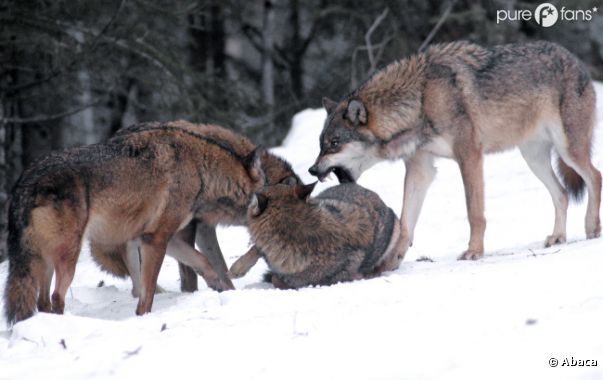 Les loups-garous existent-ils vraiment ?