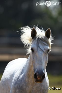 Des traces d'un produit nocif pour l'homme ont été détectées dans les carcasses de chevaux d'abattoirs du Royaume-Uni.