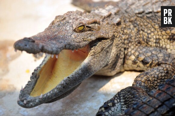Yoann, un français de 29 ans, fait fuir un crocodile à coups de poing