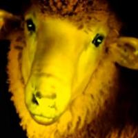 Des moutons phosphorescents : l'expérience génétique WTF