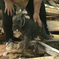 Oklahoma City : une victime de la tornade retrouve son chien en direct à la télé