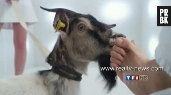 Une chèvre s'est invitée dans le teaser de Secret Story 7.