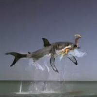 Tampax : une fausse pub 100% délirante avec... un requin