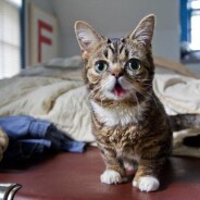 Lil Bub &amp; Friends : un nouveau talk-show présenté par... un chat