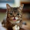 Lil Bub & Friends, la première émission présentée par un chat