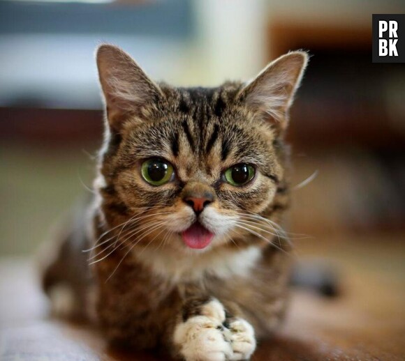 Lil Bub & Friends, la première émission présentée par un chat
