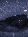Ravenswood saison 1 : un corbeau mort dans le teaser