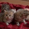 Vidéo des Munchkin Cats, des petits chatons nains
