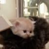 Vidéo des Munchkin Cats, des petits chatons nains