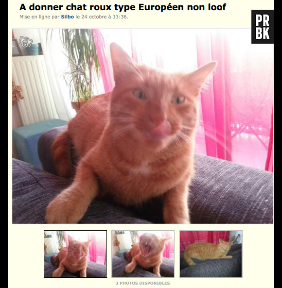 Un chat "roux sans cerveau" donné sur Le Bon Coin