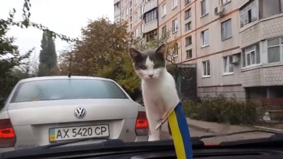 Chat VS essuie-glaces : les paris sont lancés