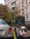 Video LOL : un chat sauteur trop mignon