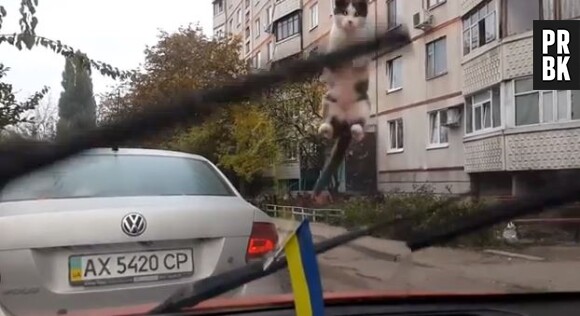 Video LOL : un chat sauteur trop mignon