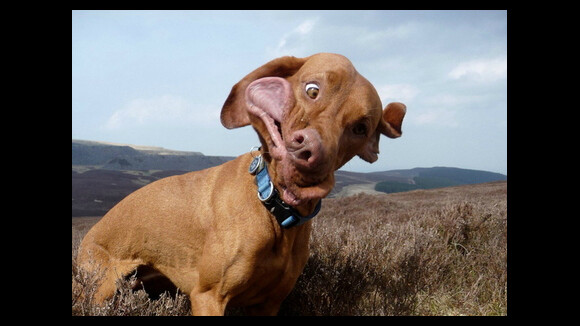 [PHOTOS] Timing parfait : 20 chiens sur le point d'éternuer