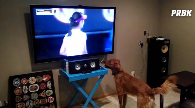 Le plus grand fan de Tennis ? Ce chien ?