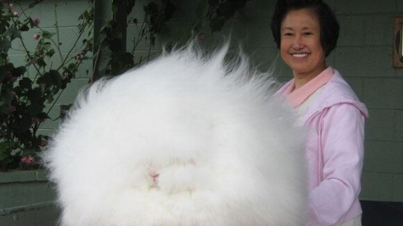 [PHOTOS] Voici les 15 animaux les plus pelucheux que vous ayez jamais vus