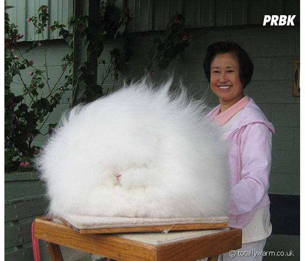 Photos Voici Les 15 Animaux Les Plus Pelucheux Que Vous Ayez Jamais Vus Purebreak