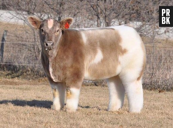 Une vache "mega fluffy"