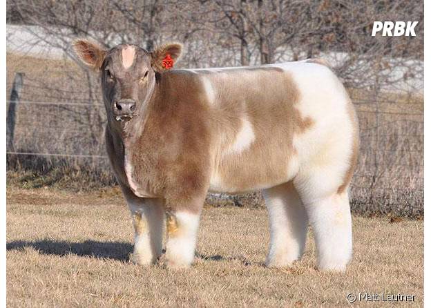 Photos Voici Les 15 Animaux Les Plus Pelucheux Que Vous Ayez Jamais Vus Purebreak