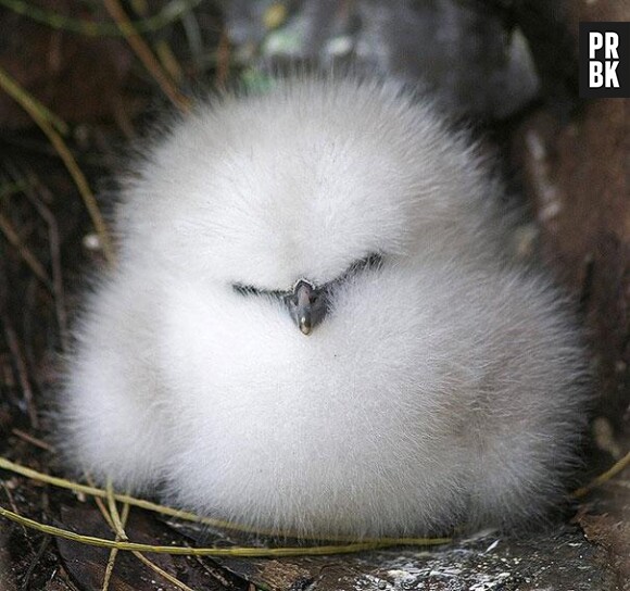 Bébé albatros
