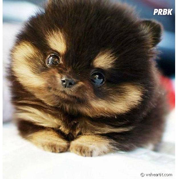 Photos Voici Les 15 Animaux Les Plus Pelucheux Que Vous Ayez Jamais Vus Purebreak