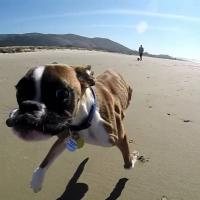 [CUTE] Un chien à deux pattes s&#039;éclate à la plage pour la première fois