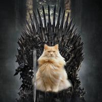 [PHOTOS] A quoi ressemblerait Game of Thrones avec des chats ?
