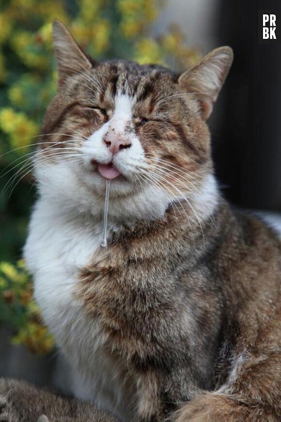 chat riant la langue