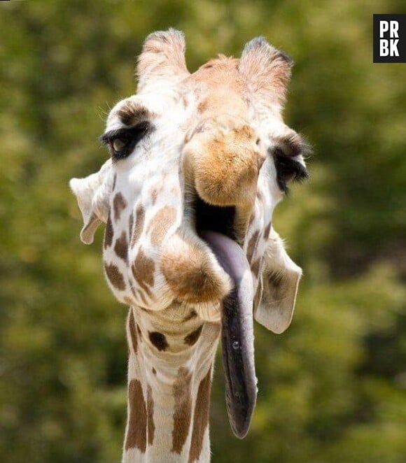 Girafe tirant la langue